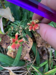 Kalanchoe integra