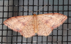 Idaea halmaea