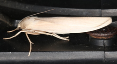 Calamidia hirta