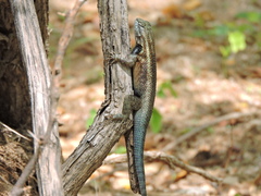 Sceloporus licki