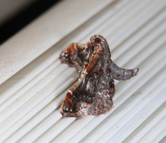 Scenedra decoratalis