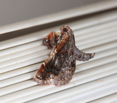 Scenedra decoratalis