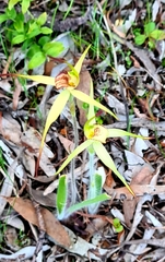 Caladenia richardsiorum