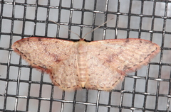 Idaea halmaea