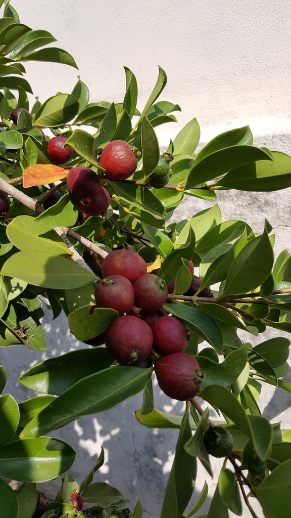 Psidium longipetiolatum