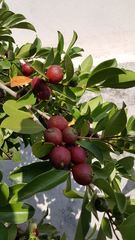 Psidium longipetiolatum