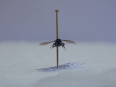 Chrysura