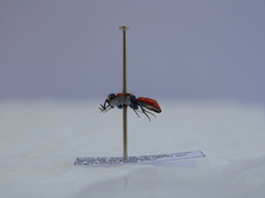 Chrysura