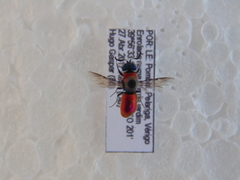 Chrysura