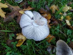 Tricholoma terreum