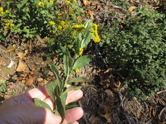 Solidago rigida rigida