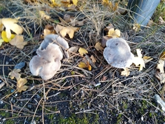 Tricholoma terreum