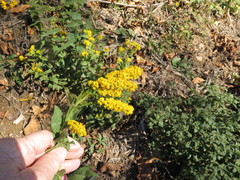 Solidago rigida rigida