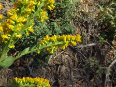 Solidago rigida rigida