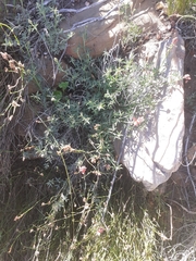 Indigofera complanata