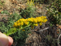 Solidago rigida rigida