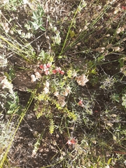 Indigofera complanata