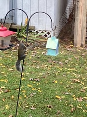 Sciurus carolinensis