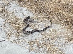Crotalus oreganus helleri