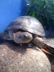 Acanthochelys pallidipectoris