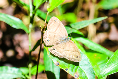 Cissia labe