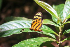 Mechanitis lysimnia utemaia