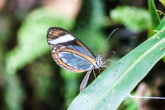Dismorphia theucharila fortunata