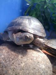 Acanthochelys pallidipectoris