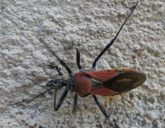 Rhynocoris segmentarius