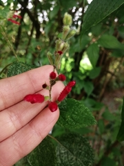 Salvia tubifera