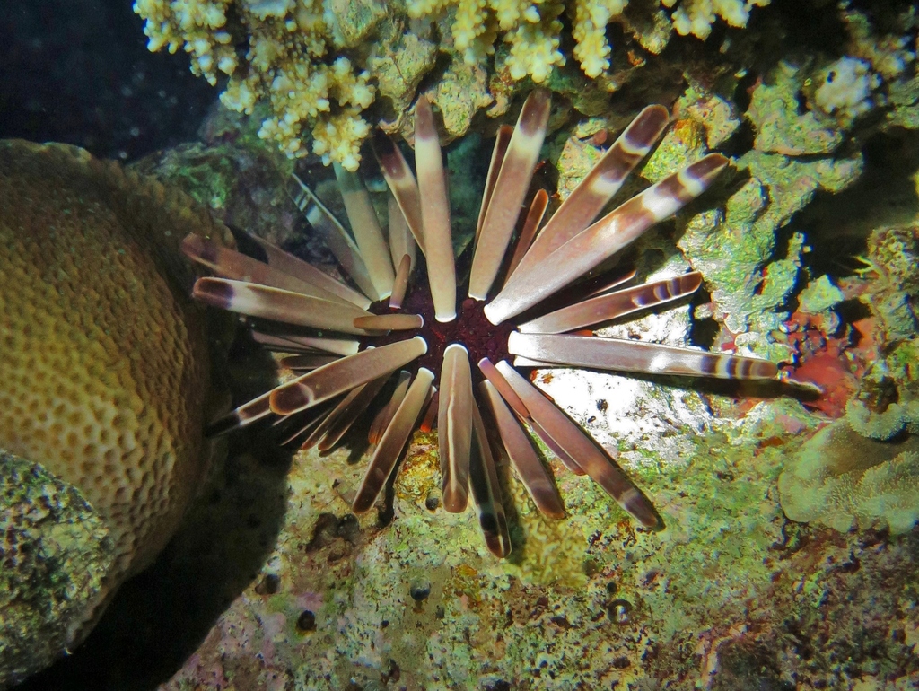 Slate pencil urchin