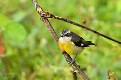 Coereba flaveola caboti