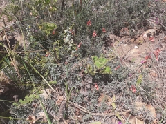 Indigofera complanata