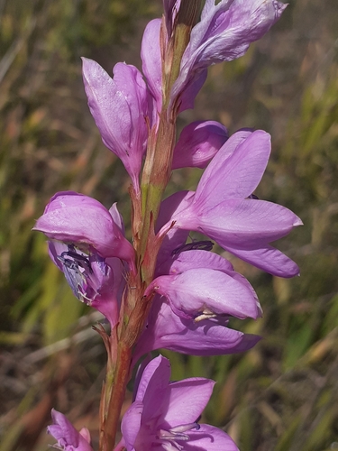 Image of Watsonia marginata by (c) Brian du Preez, some rights reserved (CC BY-SA)