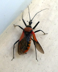 Rhynocoris segmentarius
