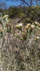 Senecio leucostachys