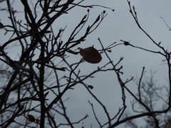 Amelanchier sanguinea