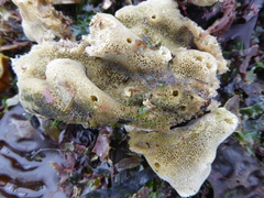 Homaxinella amphispicula