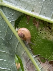 Helicarion perfragilis