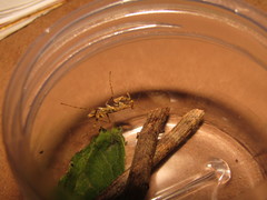 Pseudopogonogaster hebardi