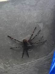 Dolomedes tenebrosus