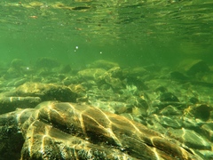 Contusus brevicaudus