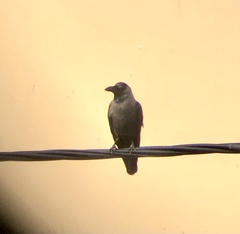 Corvus splendens