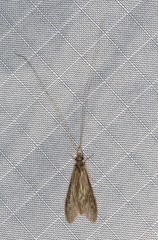 Triplectidinae