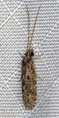 Annulipalpia