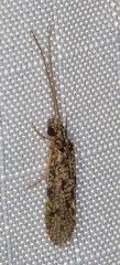 Annulipalpia