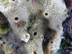 Homaxinella amphispicula