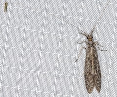 Triplectidinae