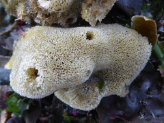 Homaxinella amphispicula