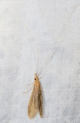 Triplectidinae